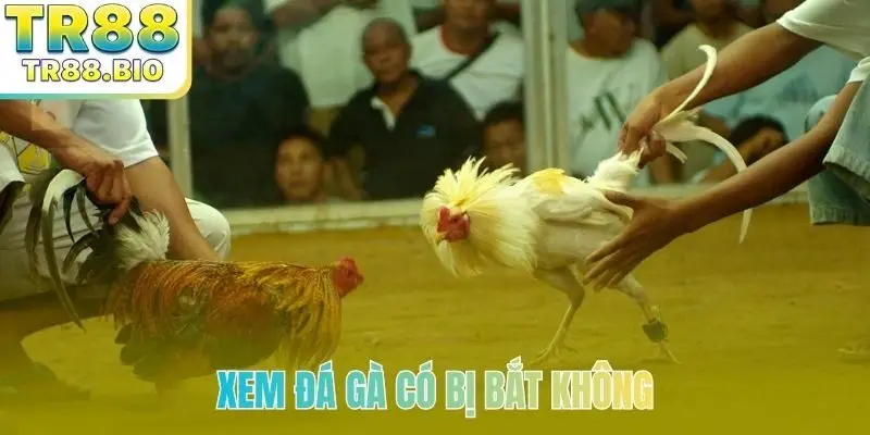 Xem Đá Gà Có Bị Bắt Không